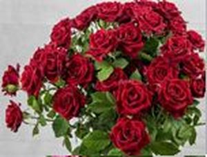 ROSE BR. RED RUBICON 60